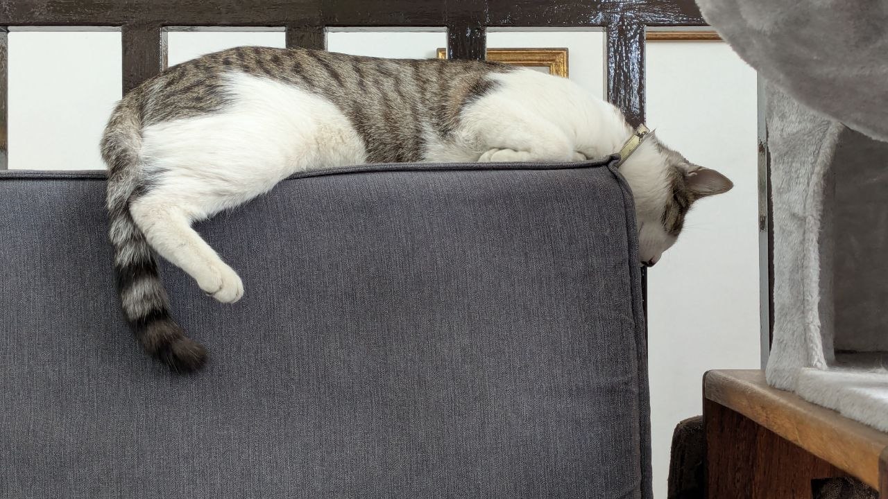 Garbanzo - gato blanco con gris durmiendo en sofá