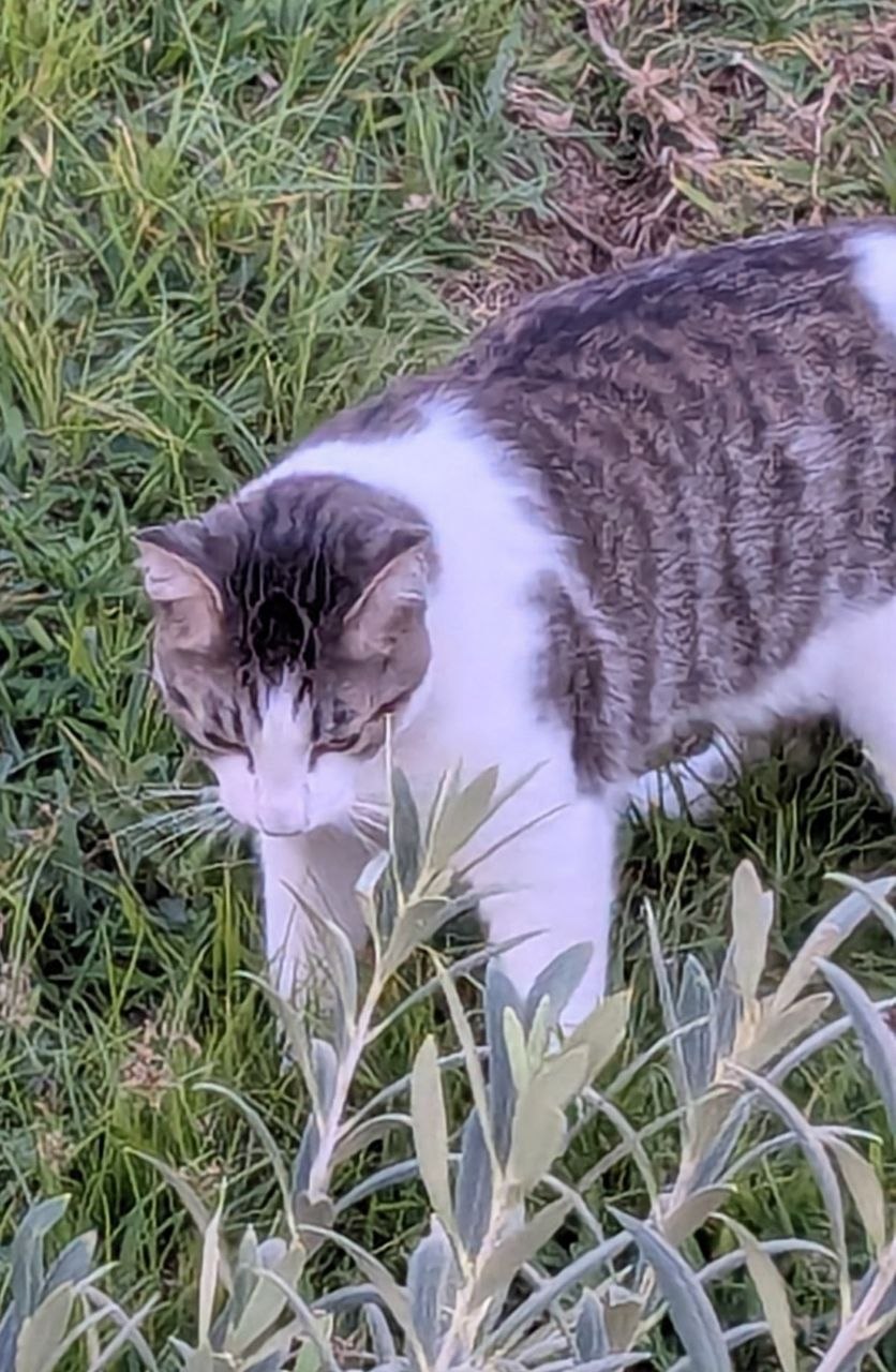 Garbanzo en el jardín