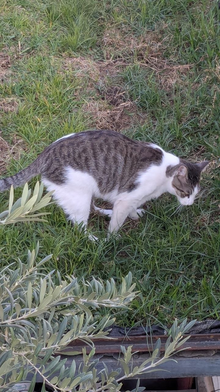 Garbanzo caminando