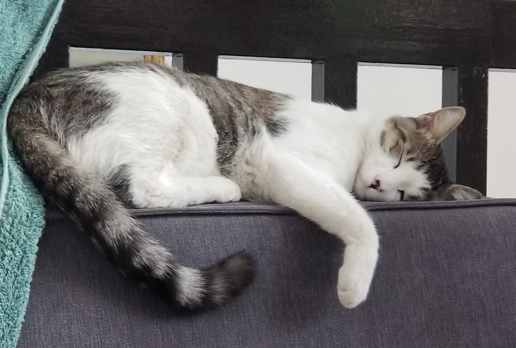 Garbanzo dormiendo hacia la camara